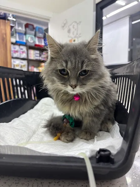 Vetlife Veteriner Kliniği foto 1