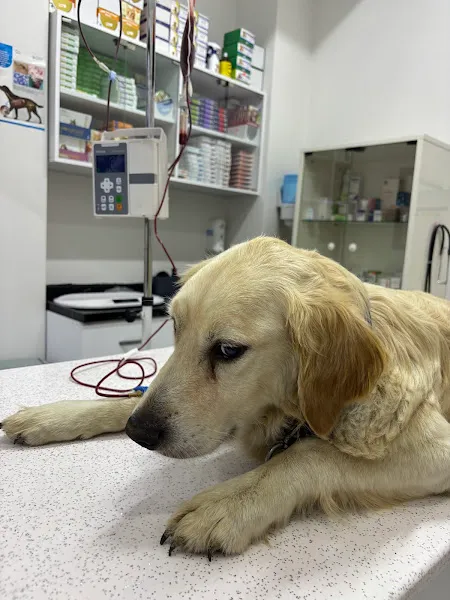 Vetlife Veteriner Kliniği foto 2