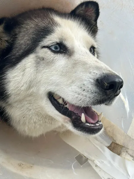 Aria Veteriner Kliniği foto 2