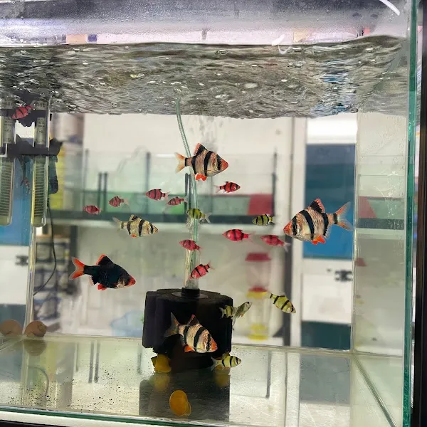 Yakamoz Akvaryum Petshop foto 2
