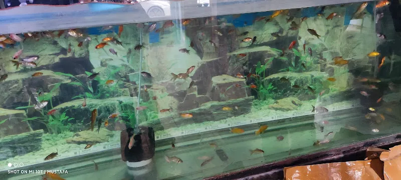 Alatay pet shop foto 2