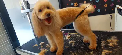 The Paws Saloon Pet Kuaförü