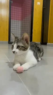 Bettmy Kedi Oteli Ve Pet Kuaför