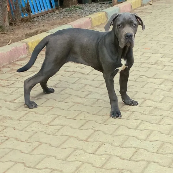 PROTEO K9 AKADEMİ | PET OTEL VE KÖPEK EĞİTİMİ ORDU foto 1