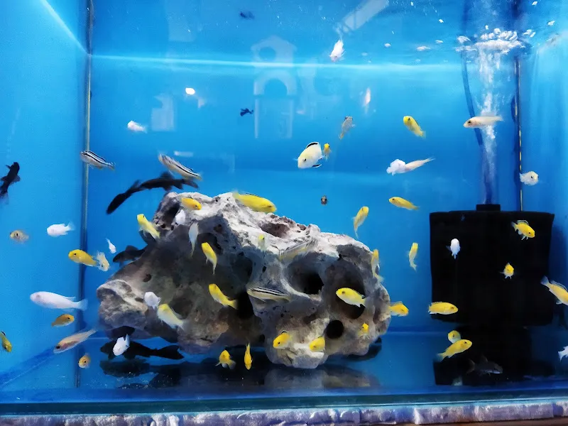 Amazon Akvaryum Petshop foto 2