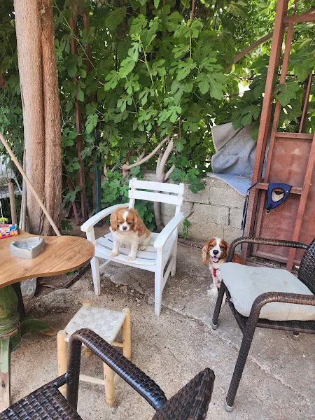 Mersin Köpek Pansiyonu foto 2