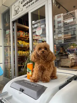 Little Paws Store Çorlu Petshop (CANER ERCAN)