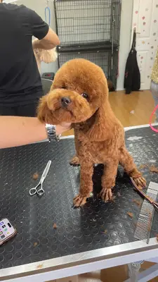 NEWPATİ PET KUAFÖR