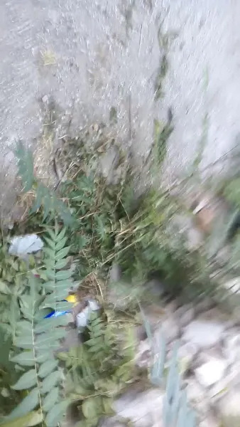 Isparta Belediyesi Hayvan Barınağı foto 2