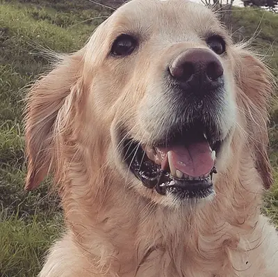 Dr.Luna Veteriner Kliniği