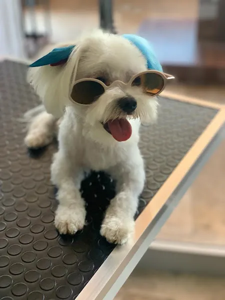 Dr.Luna Veteriner Kliniği foto 2