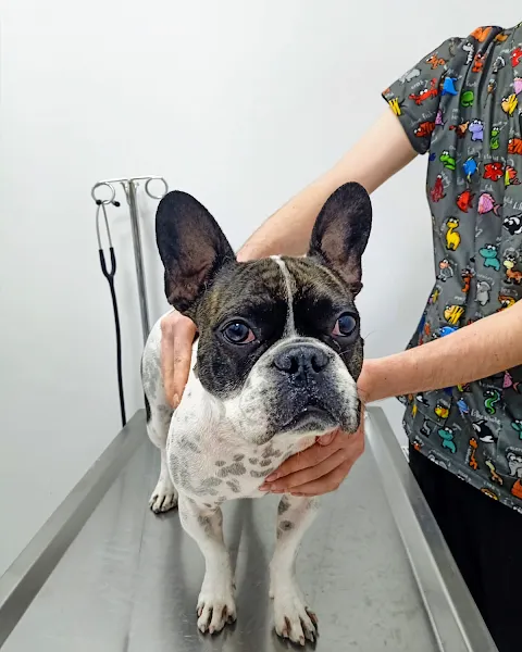 Çakıl Veteriner Kliniği foto 2
