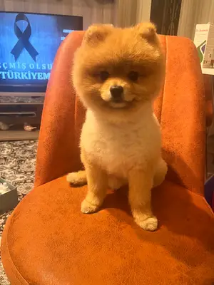 Vito Veteriner Kliniği fotoğrafı