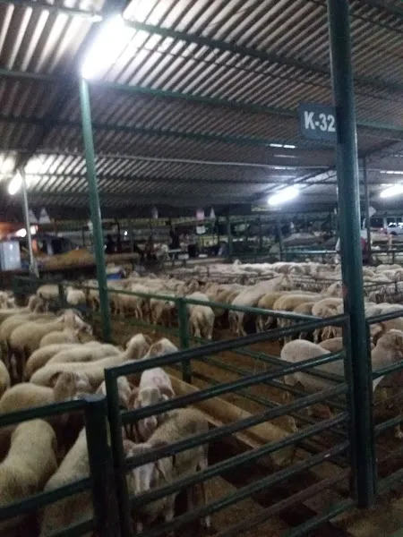 Canlı Hayvan Borsası foto 2
