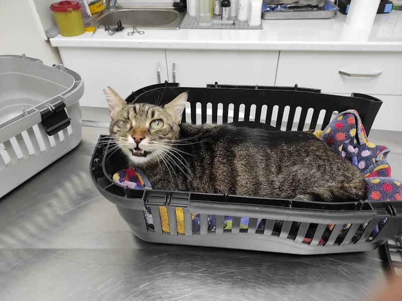 Gaziemir Pet Adası Veteriner Kliniği foto 1