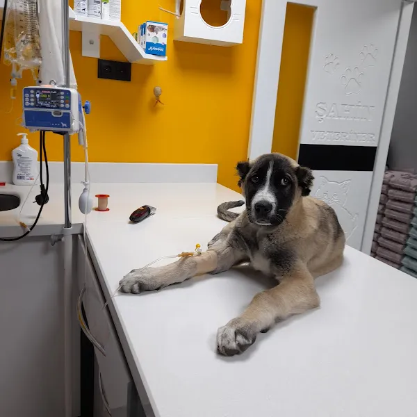 Şahin Veteriner Kliniği foto 2