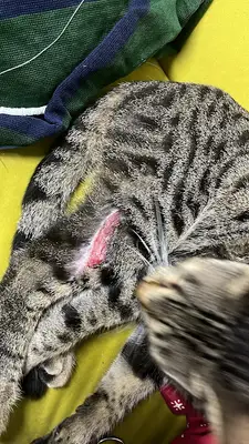 Zeytinburnu Sahipsiz Hayvan Geçici Bakımevi