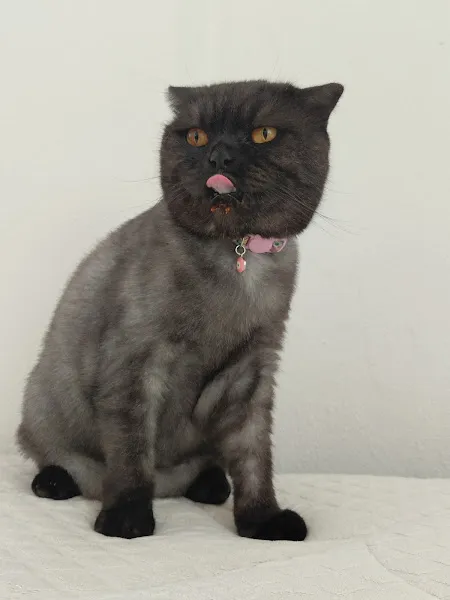 Pet Dad Veteriner Kliniği foto 2