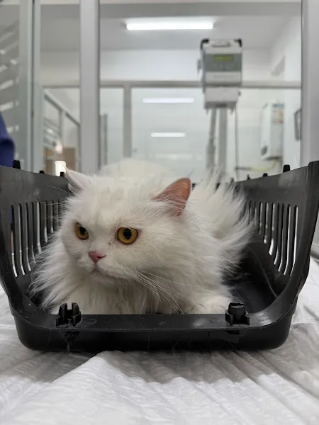Vetlife Veteriner Kliniği ERZİNCAN foto 2