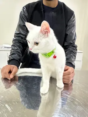 VET LİFE Veteriner Kliniği