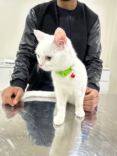 VET LİFE Veteriner Kliniği foto 1