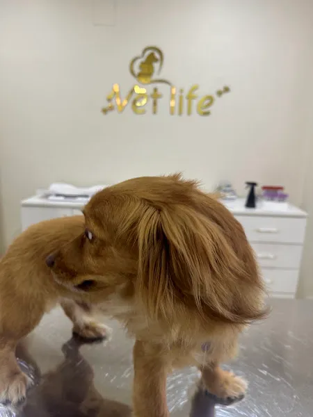 VET LİFE Veteriner Kliniği foto 2