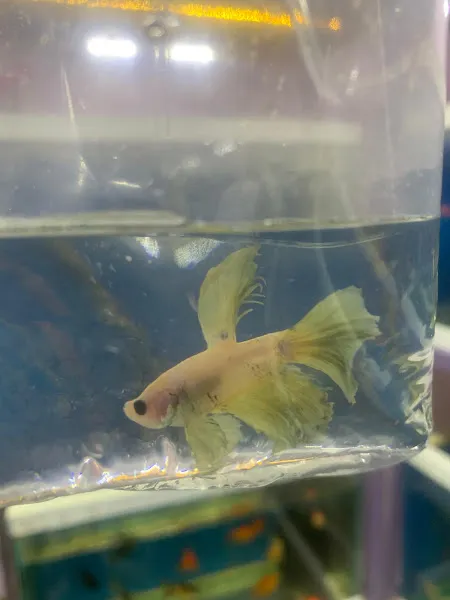 Egzotik Petshop foto 2