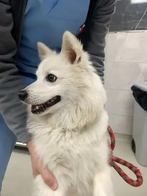 Sarıgöl Veteriner Kliniği