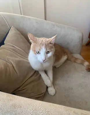 Beyazşehir kedi oteli