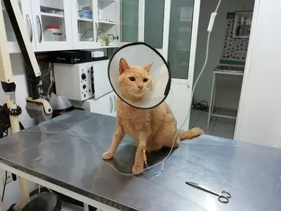 Zoo-Vet Veteriner Kliniği fotoğrafı