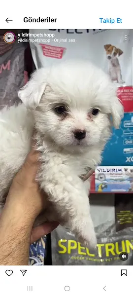 Özel Gaziantep Köpek Çiftliği foto 2