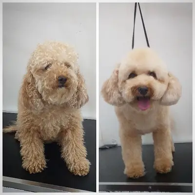 Pet Kuaför Bursa fotoğrafı