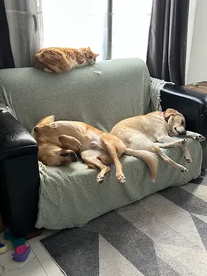Hospitapet Veteriner Kliniği