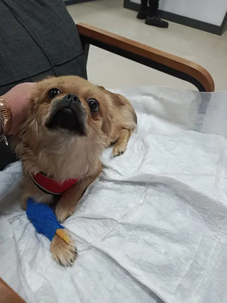 Hospitapet Veteriner Kliniği foto 2