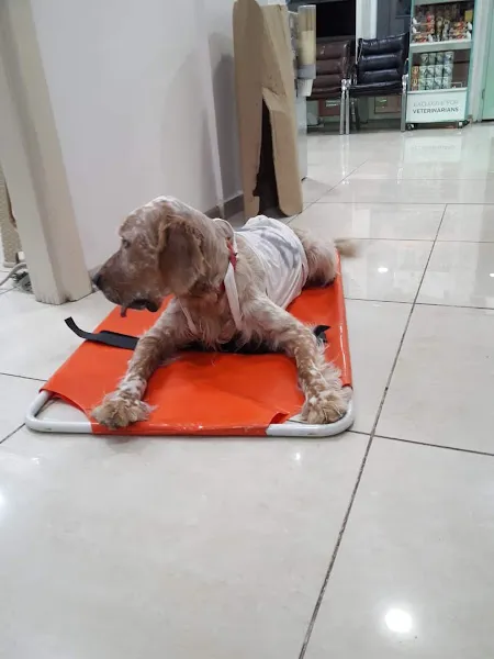 BARTIN ÇAĞDAŞ PET VETERİNER KLİNİĞİ foto 2