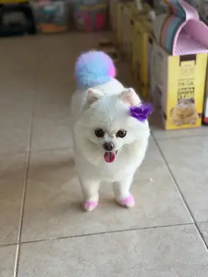 SEMPATİ PET KUAFÖR
