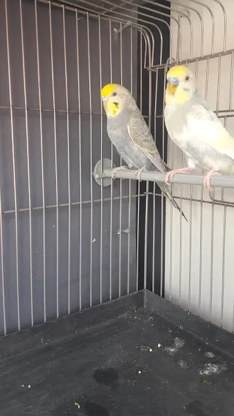 YAŞAM PETSHOP foto 2