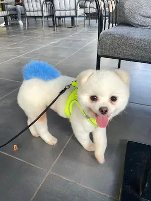 Sevimli Patiler Pet Kuaförü-Pet Otel