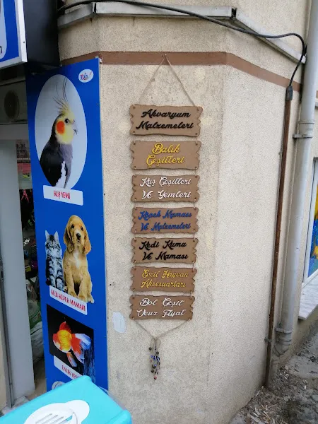 Beril Akvaryum Bolu’da bir Petshop foto 2