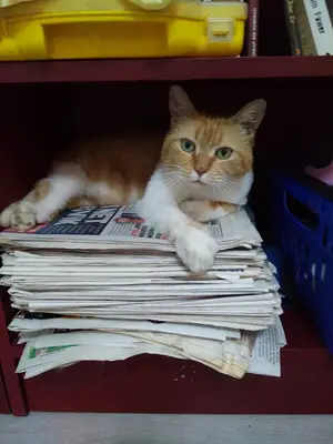 Cemre Veteriner Kliniği fotoğrafı