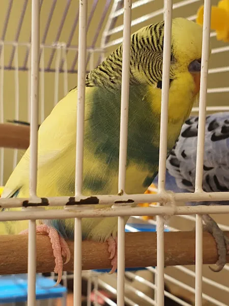 Biyologun Kuş Evi Pet Store foto 2