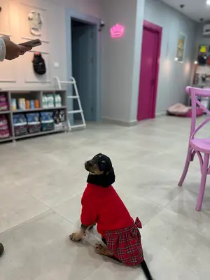 Queen Pet Store