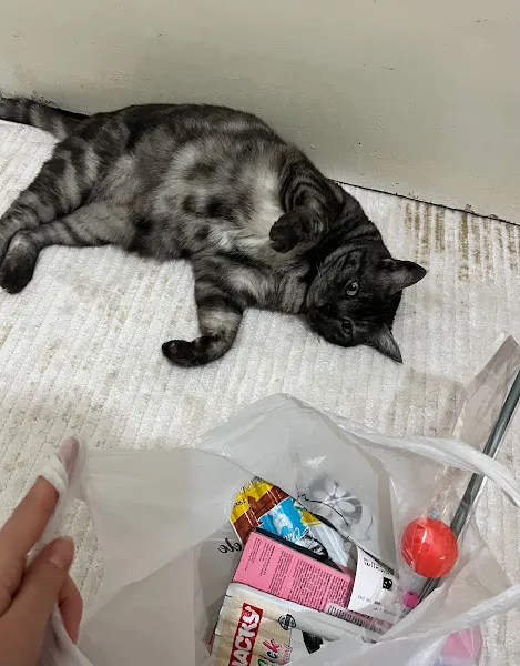 Artemis Petshop foto 2
