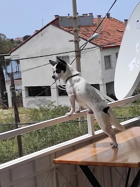 Vetcur Aliağa veteriner kliniği foto 2