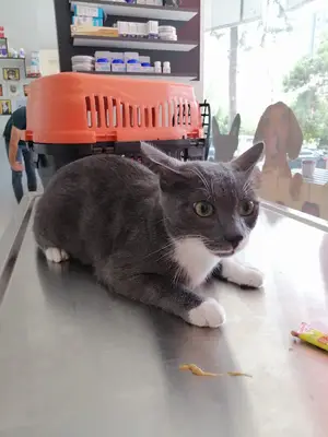 Vetocan Veteriner Kliniği