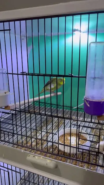 BUĞLEM PETSHOP 1 (Osmaneli/BİLECİK) foto 2