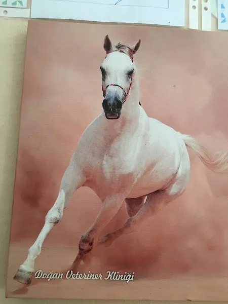 Doğan veteriner kliniği foto 2