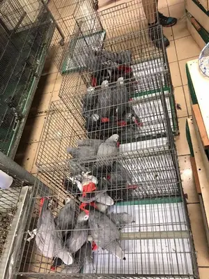 Parrots shop fotoğrafı