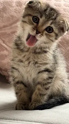 Kumla Pet Shop fotoğrafı