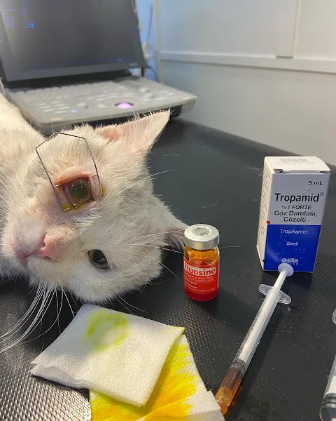 Dost Veteriner Kliniği foto 1